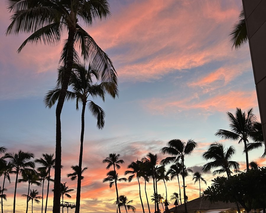 Palms silhouetted against a sunset